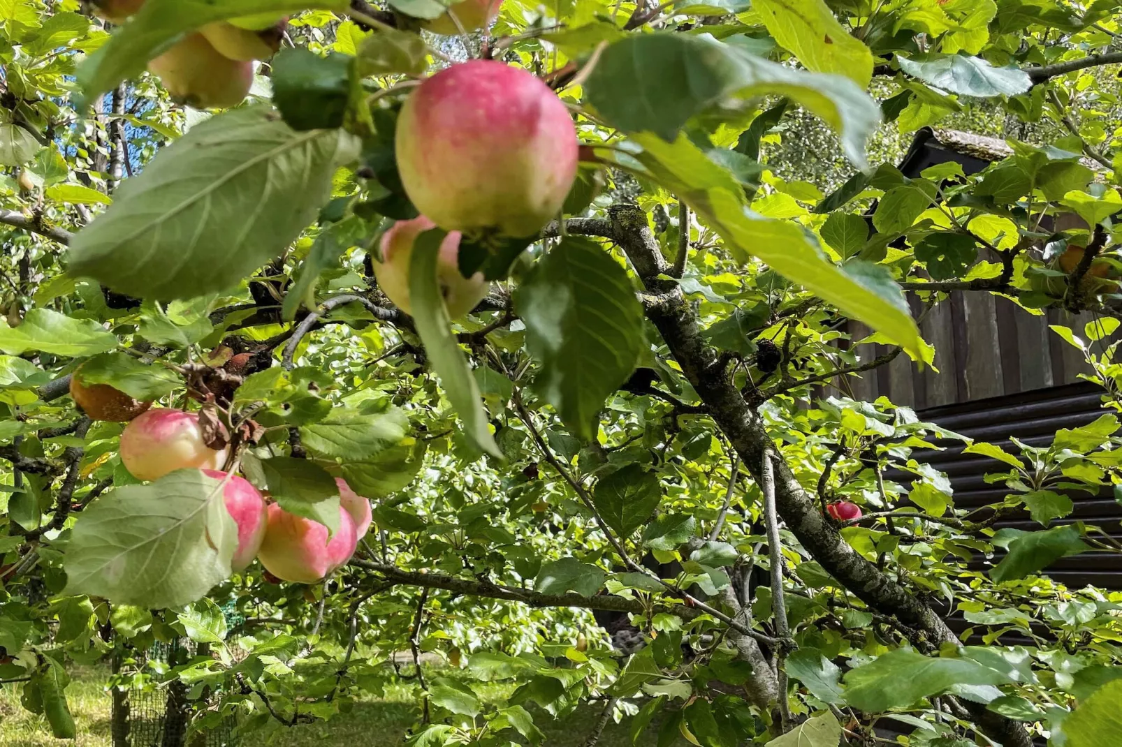 Maison de vacances pour 4 a SMEDSTORP-Extérieur