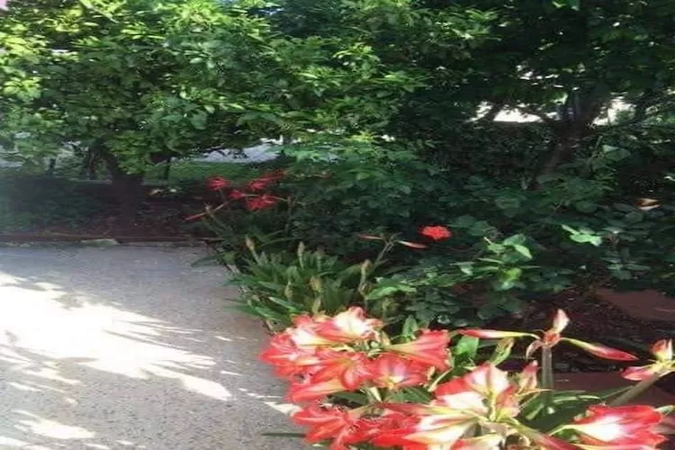 Apartments Villa Tanja - Two Bedroom Apartment with Terrace-Gardens in summer