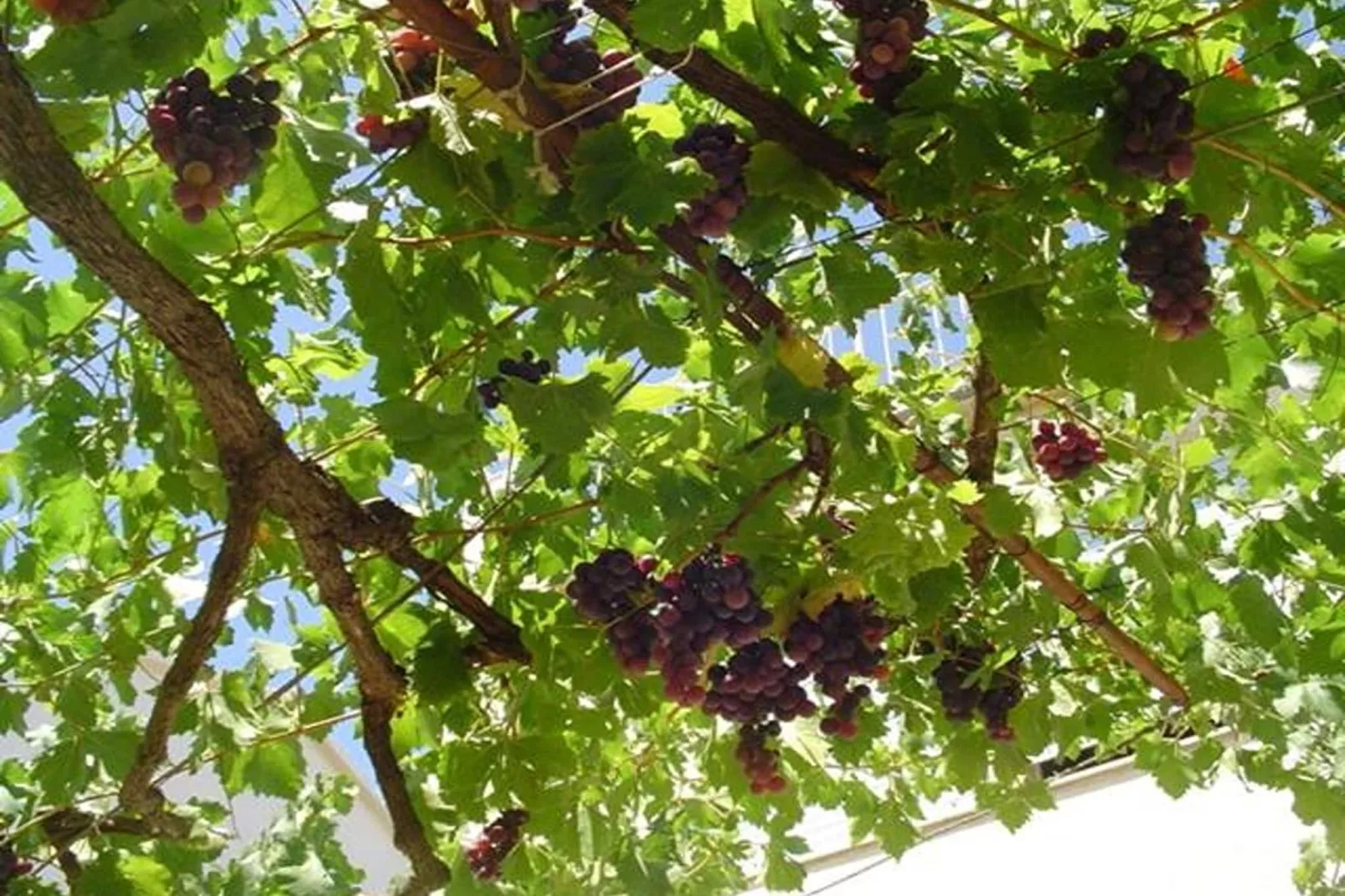 Apartments A&N Pakoštane - One Bedroom Apartment with Sea View and Balcony (A1)-Outdoor