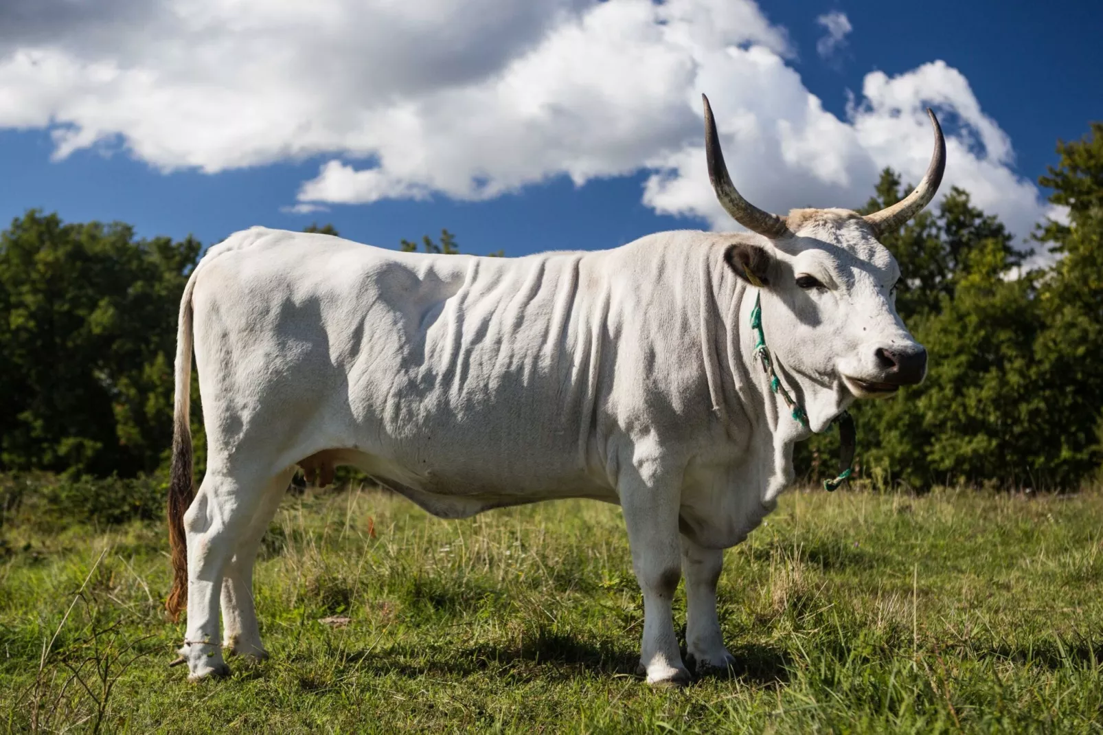 Abitanti Rustic Apartment with Balcony - Two Bedroom Apartment with Balcony-Im Freien