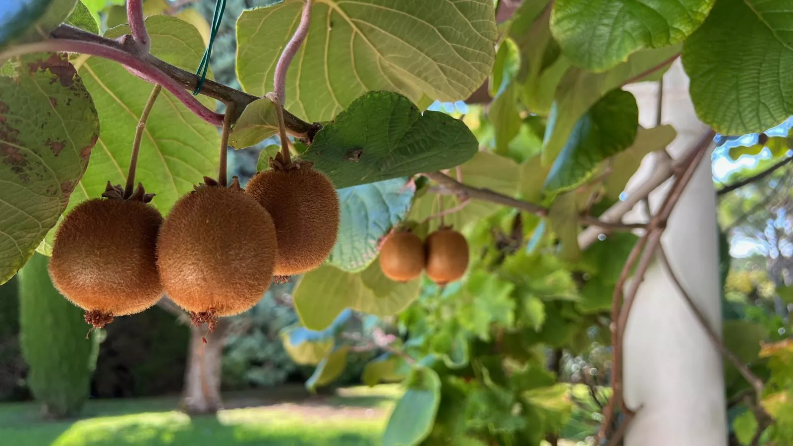 Les Palmiers-Ambiance