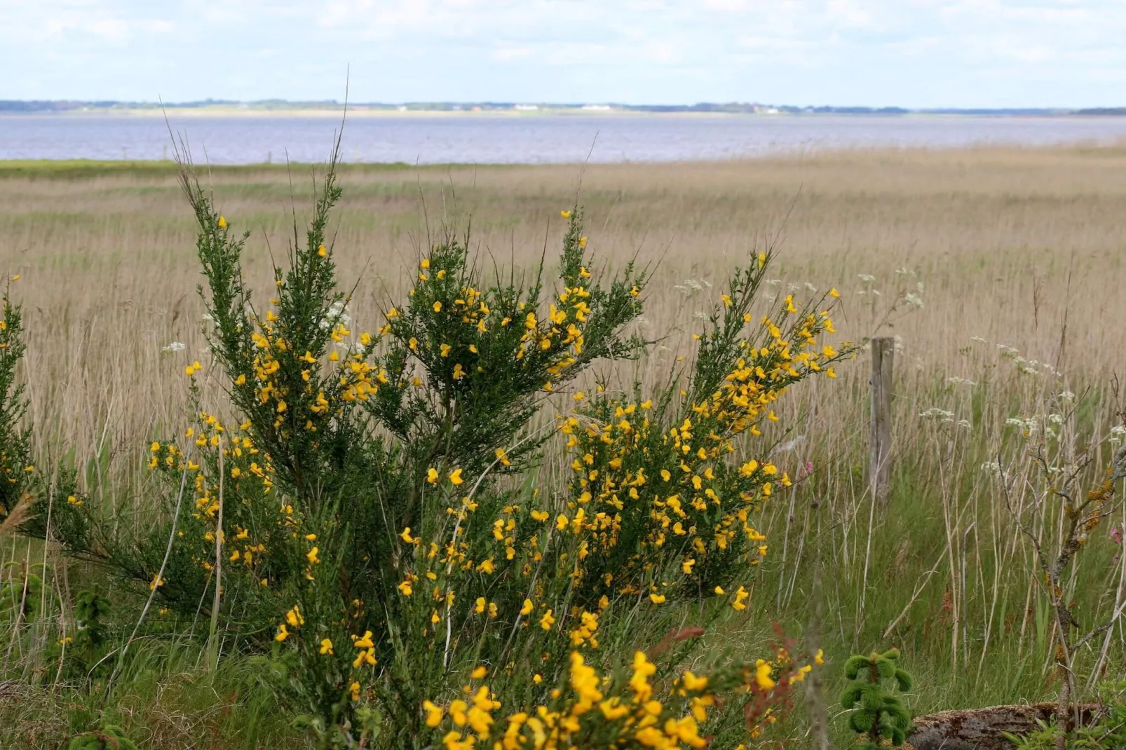 4 Personen Ferienhaus in Henne-By Traum-Nicht zugeordnet
