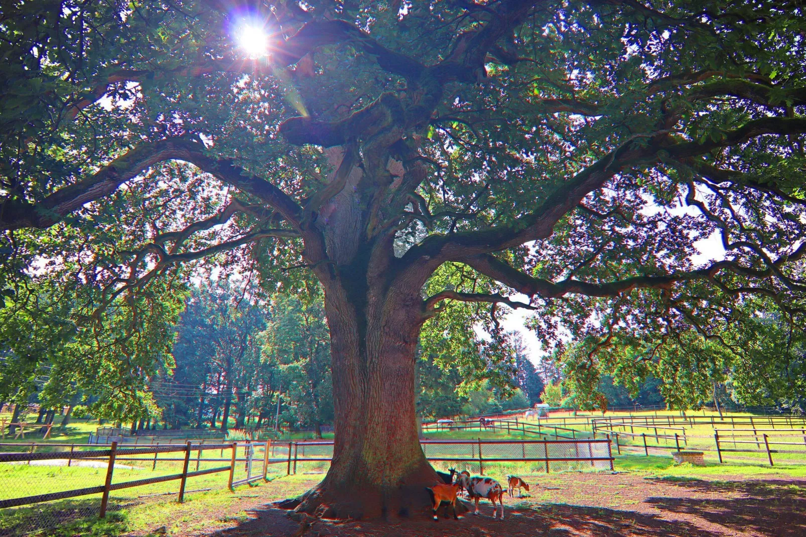 Haus Oliver 200 qm / 1-2 Personen-Gardens in summer