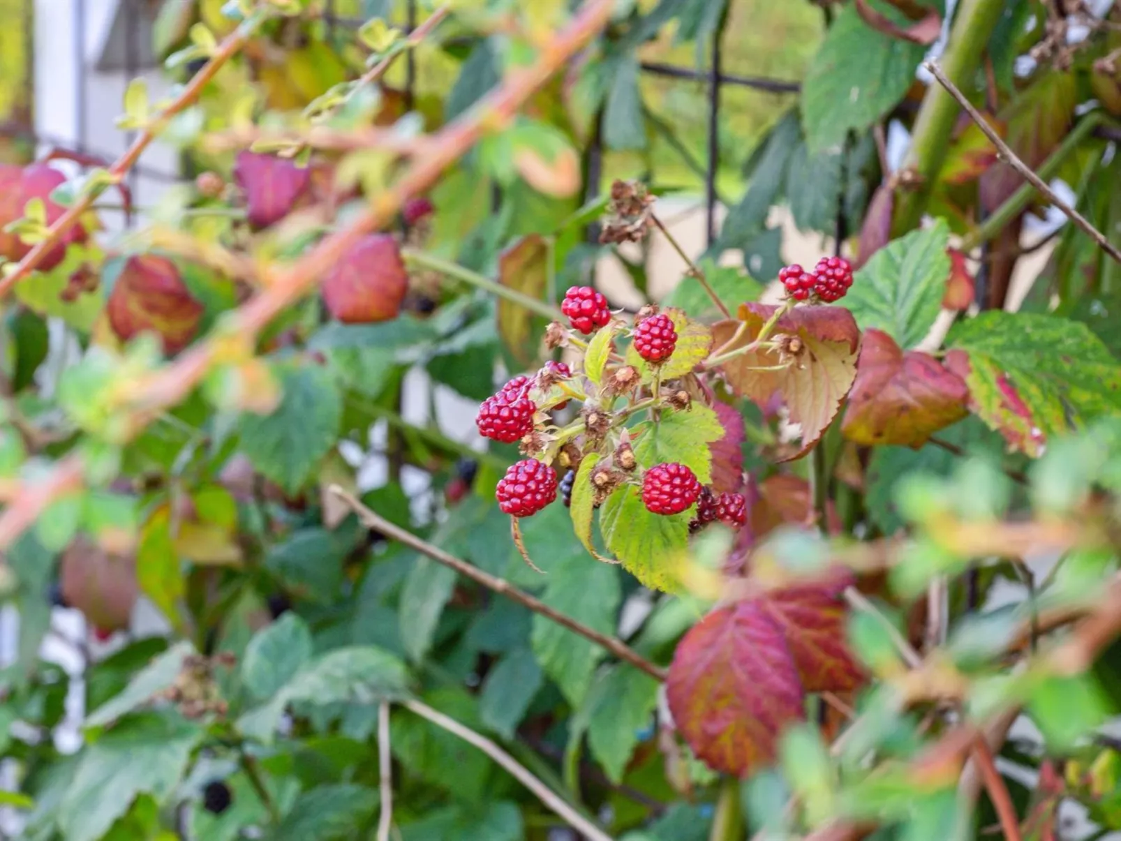 "Kalli" - 100m from the sea-Outside