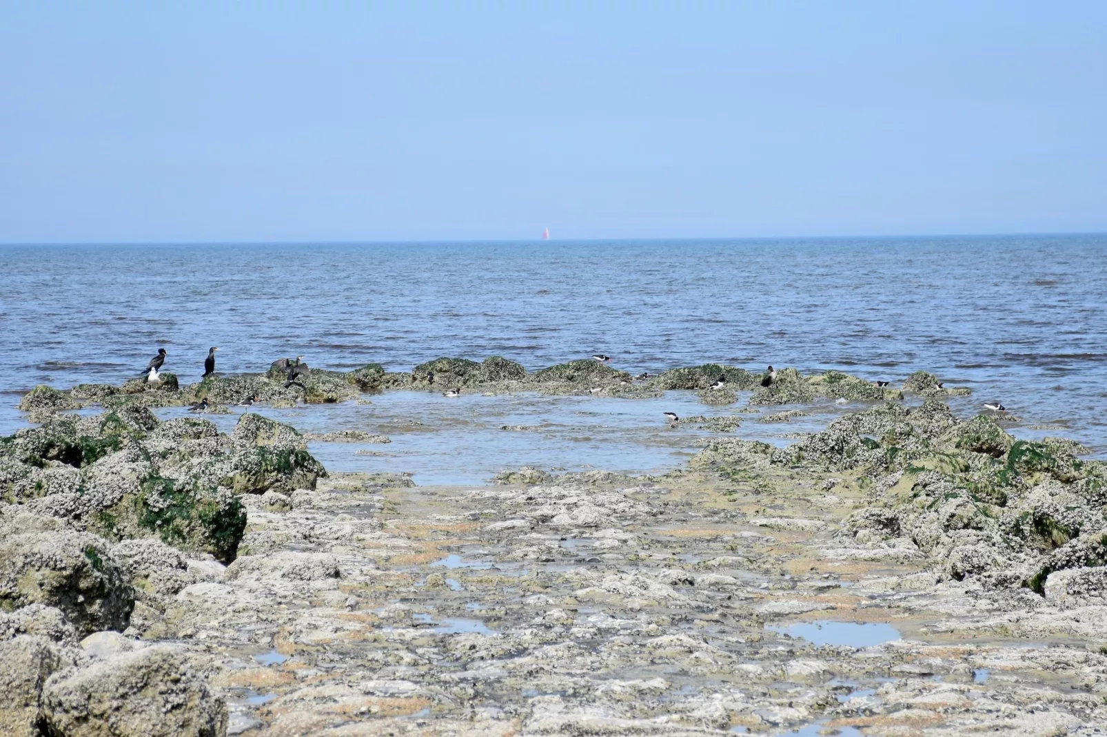 De Rede-Areas within 5km in summer