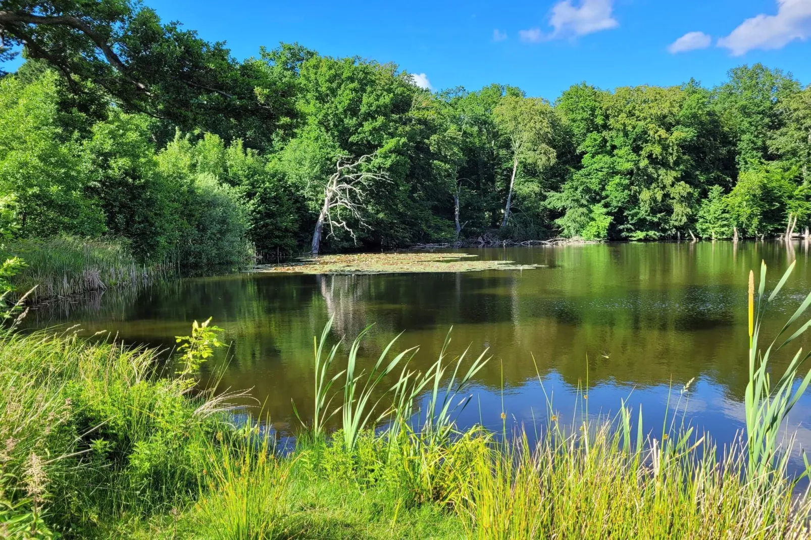 4 etoiles maison de vacances a Vedbæk-Vue sur l'eau
