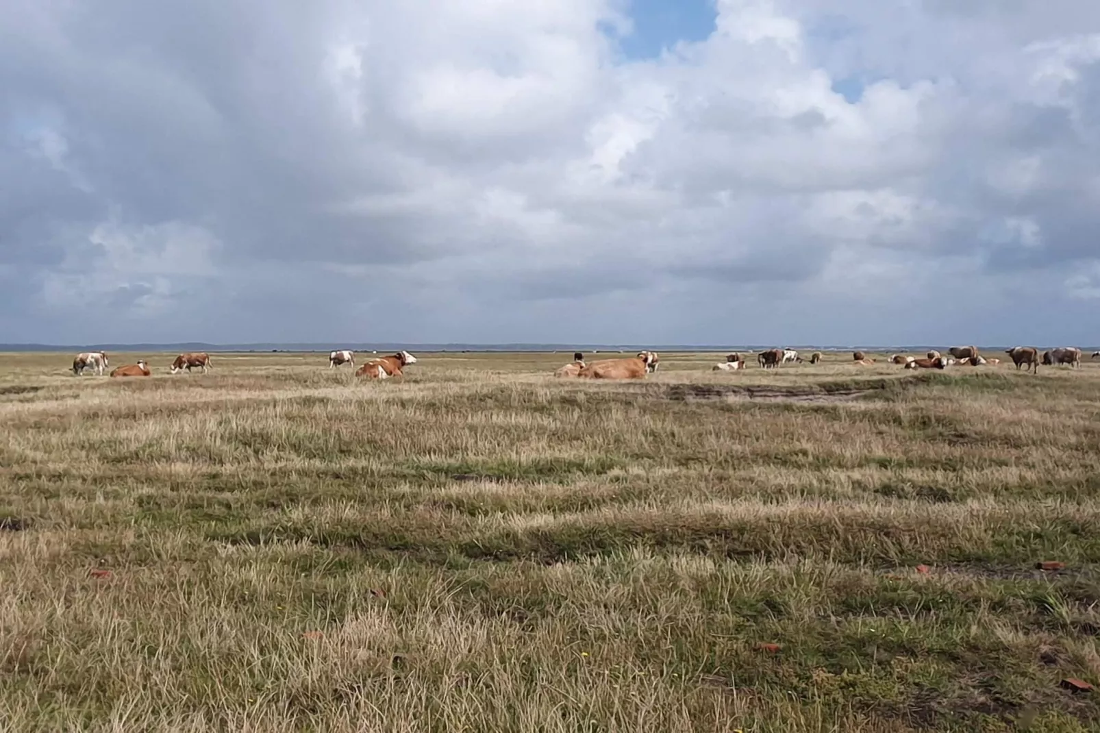 4 person holiday home in Oksbøl-Untagged