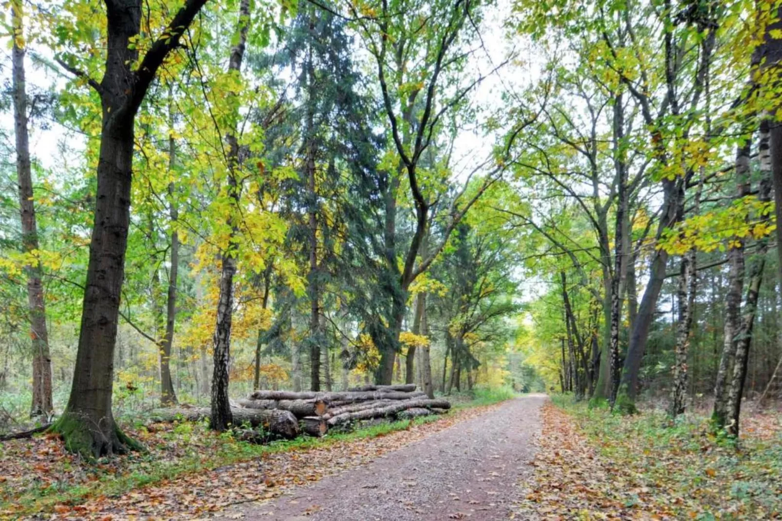 Bospark Markelo 7-Areas within 20km in summer