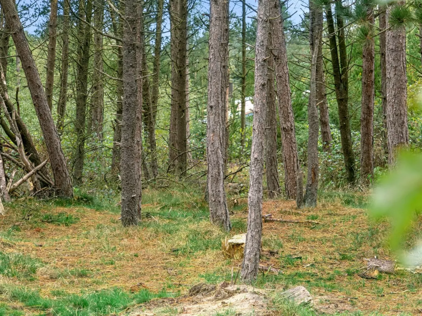 "Santuzza" - 3.9km from the sea-Dehors