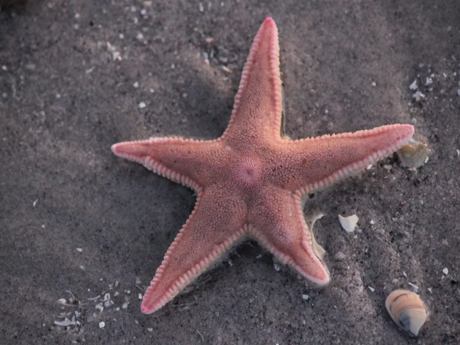 "Grep" - 800m from the sea-Draußen