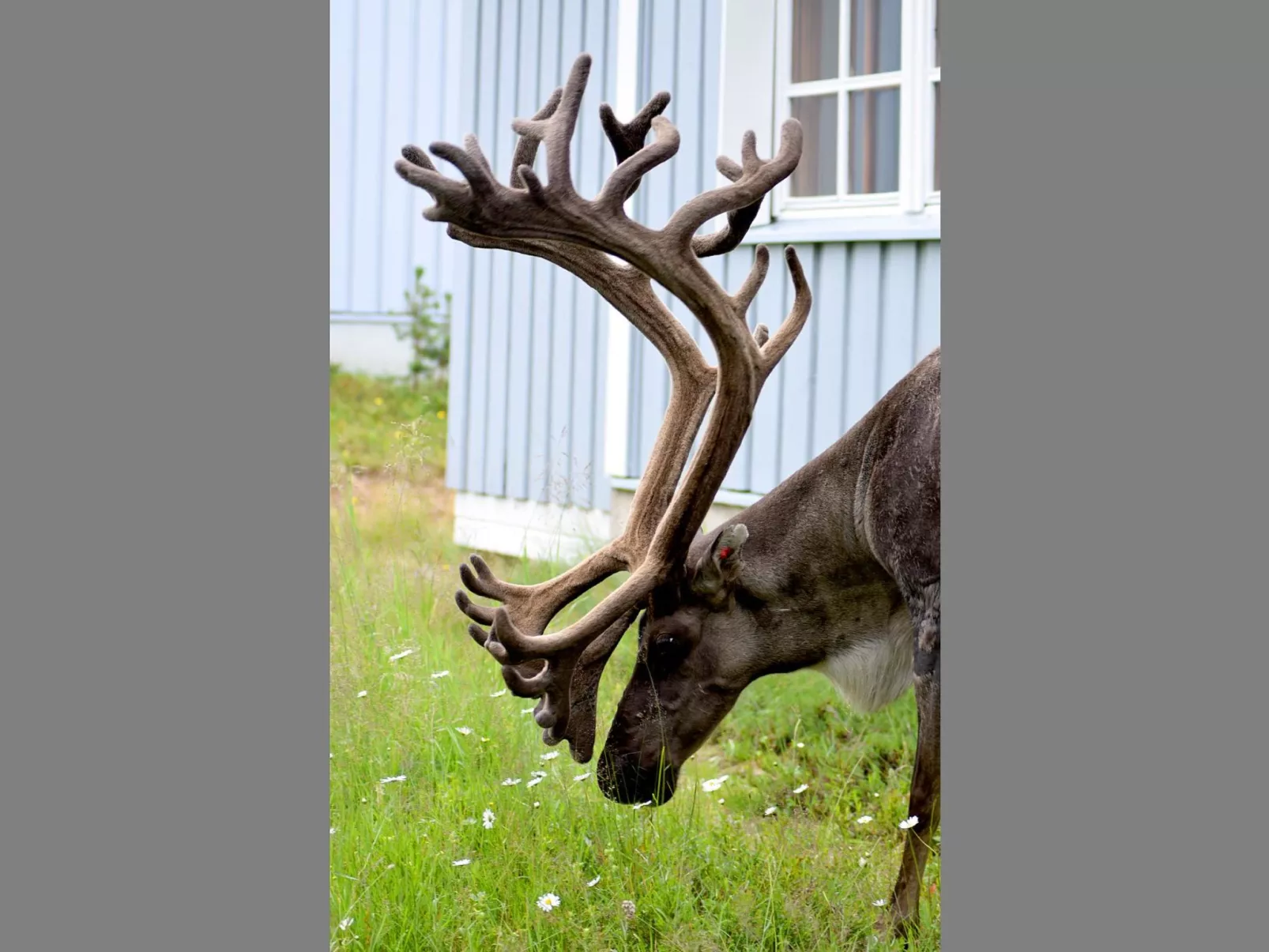 Saariseläntie 8 f 6-Drinnen