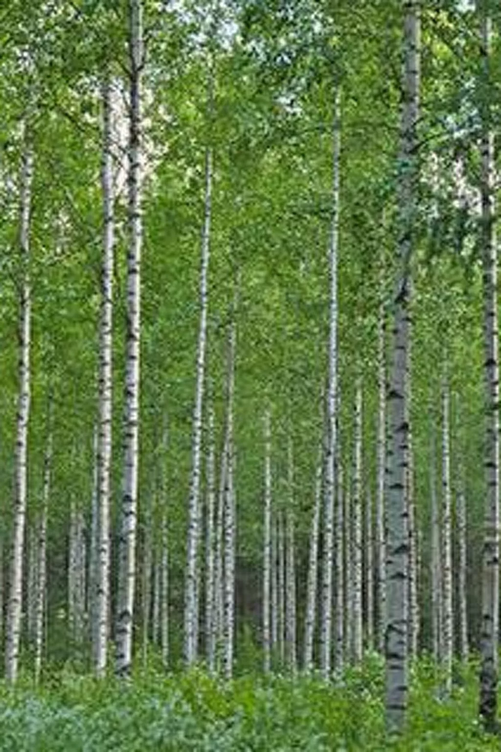 Kopinkallio 2-Dedans