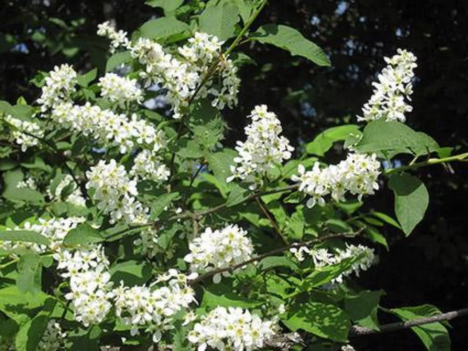 Viljamaan lomamökit 1-Dedans