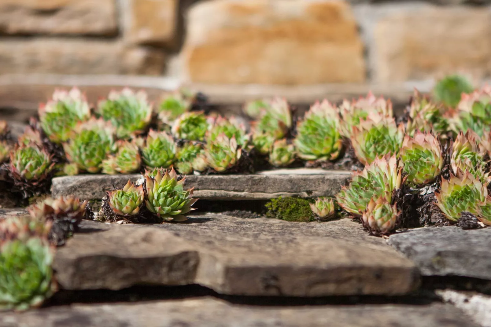 Abitanti Rustic Apartment with Balcony - Two Bedroom Apartment with Balcony-Im Freien