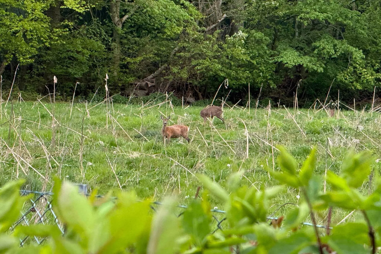 5 etoiles maison de vacances a Karrebæksminde-Extérieur