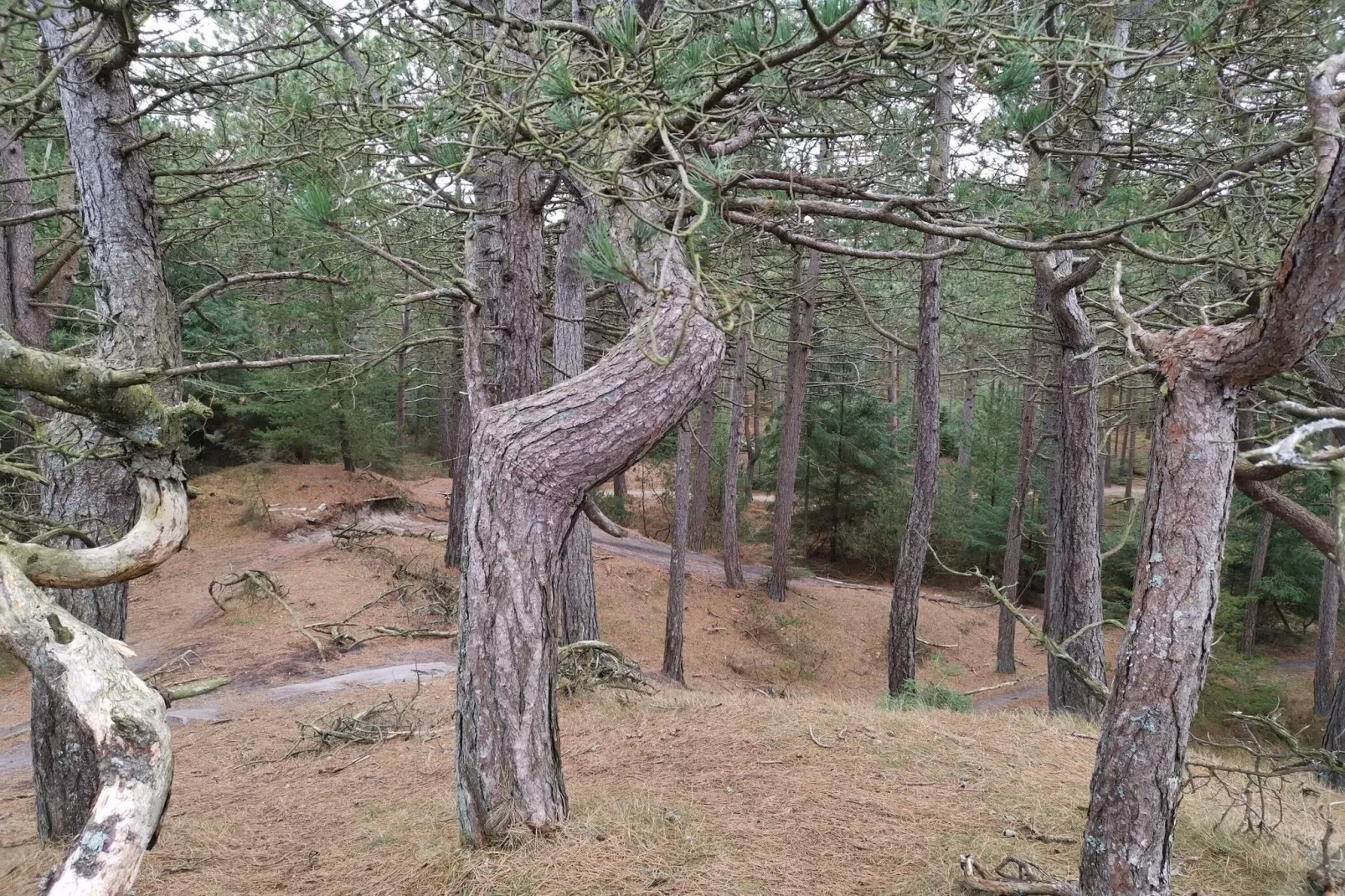 4 person holiday home in Oksbøl-Untagged