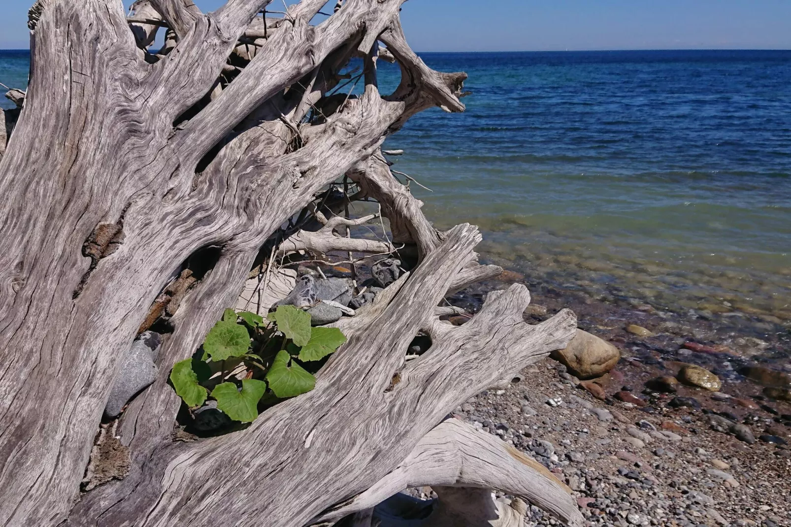 Maison de vacances pour 4 a Stege-By Traum-Vue sur l'eau