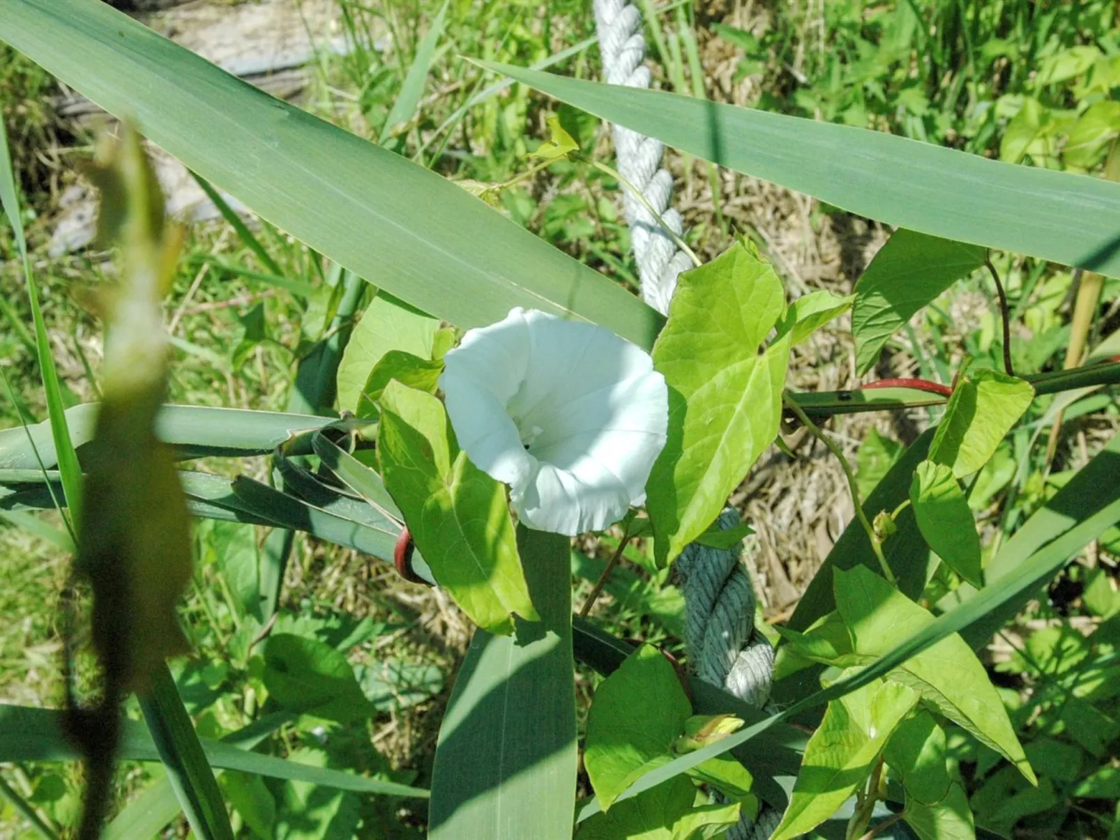 "Pirjo" - 50m from the sea-Outside