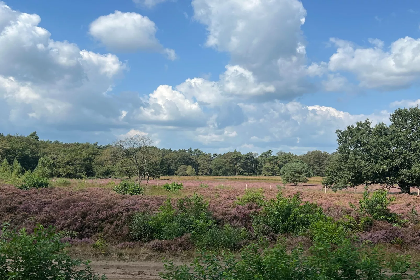 De Ploeg 6P-Areas within 1km in summer