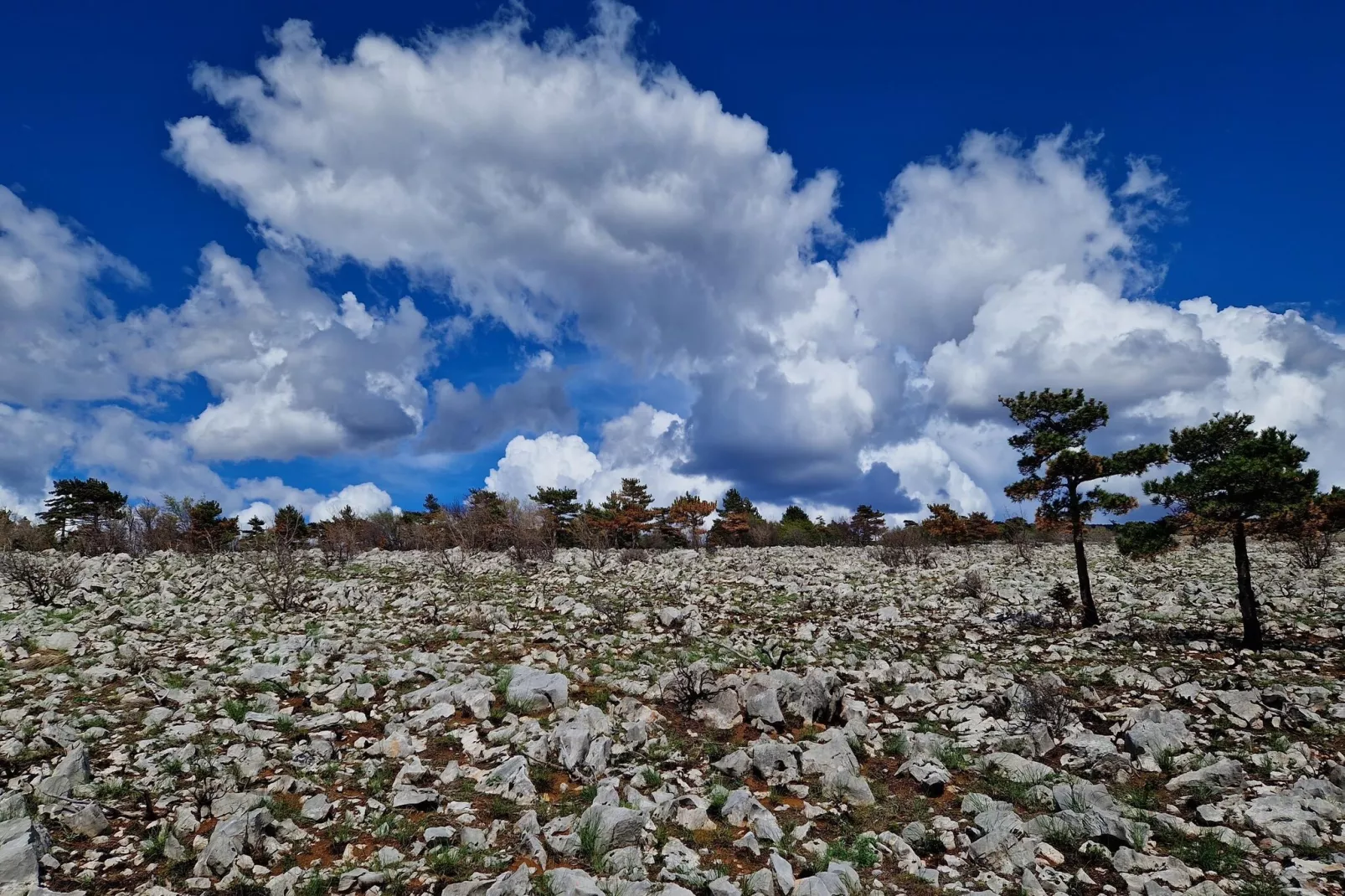 Niko 3-Areas within 5km in summer