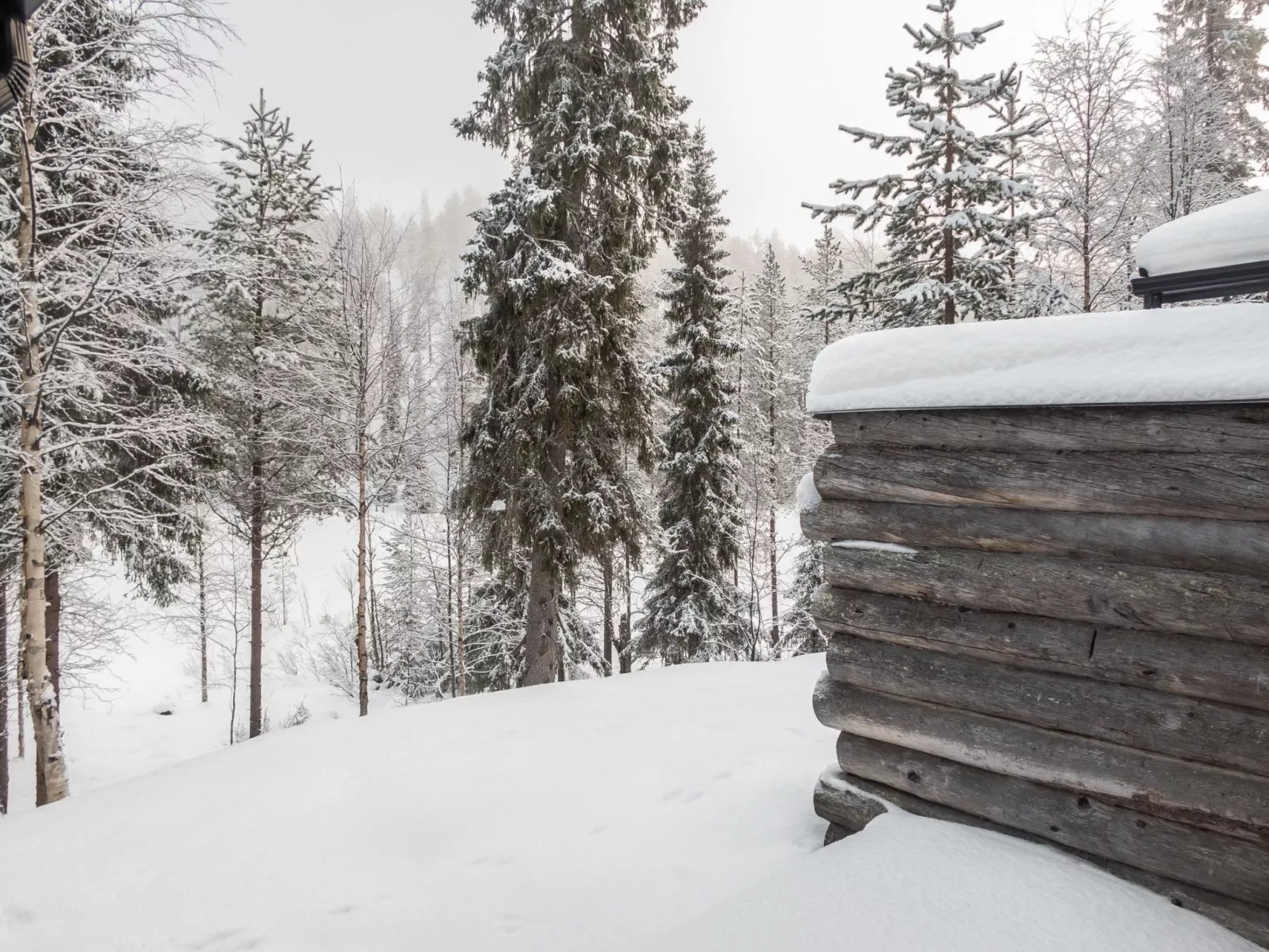 Salmikangas f1-Dedans