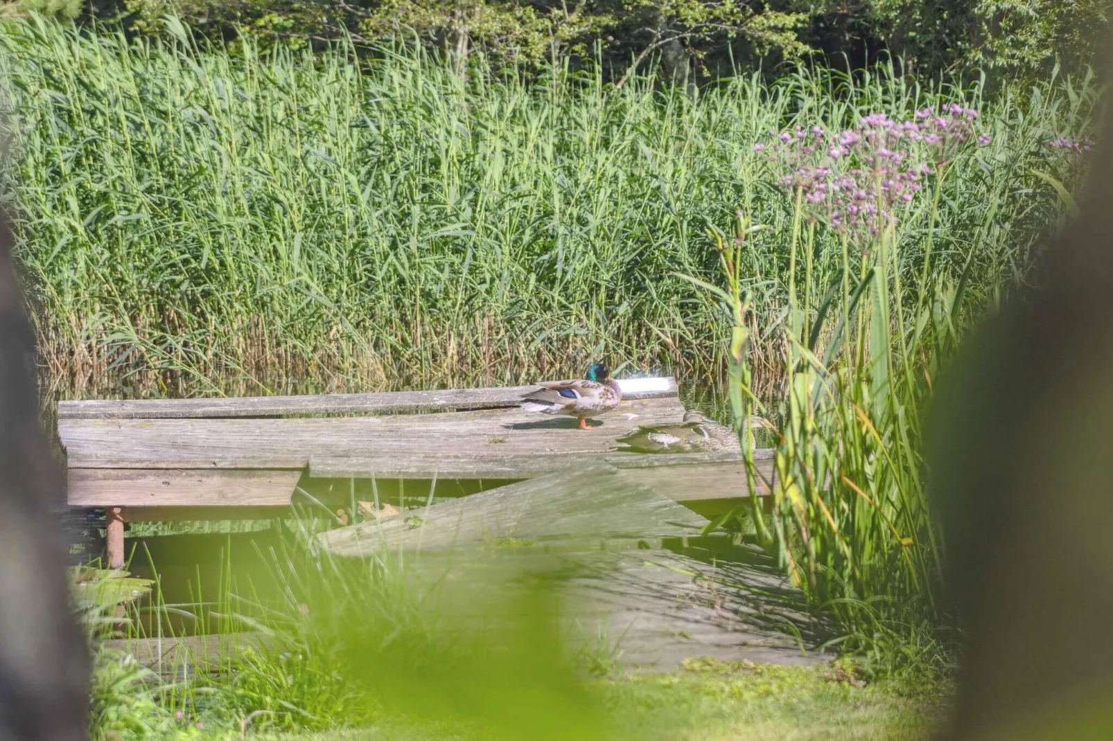 5 star holiday home in Gilleleje-Outdoor