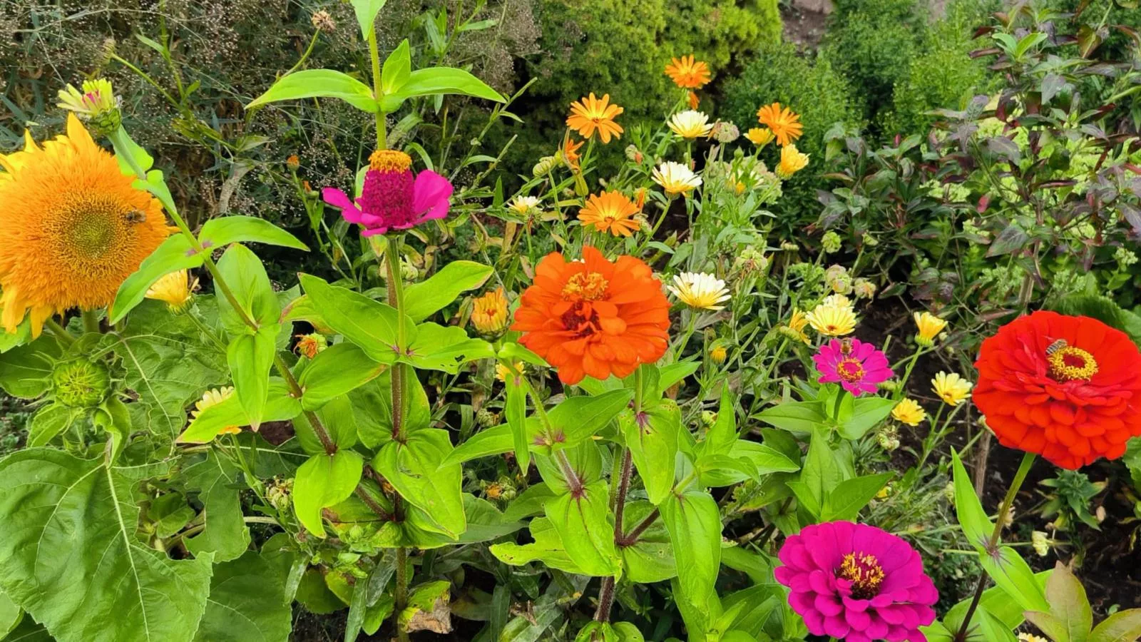 Am Springelbach-Jardins en été