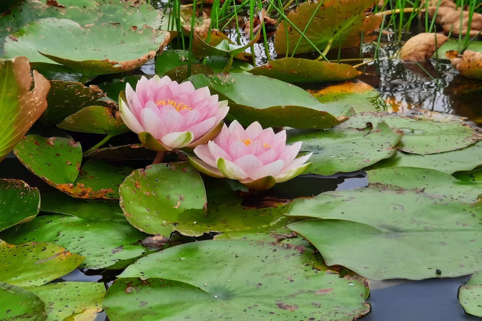 7 Personen Ferienhaus in Henne-By Traum-Wasserblick