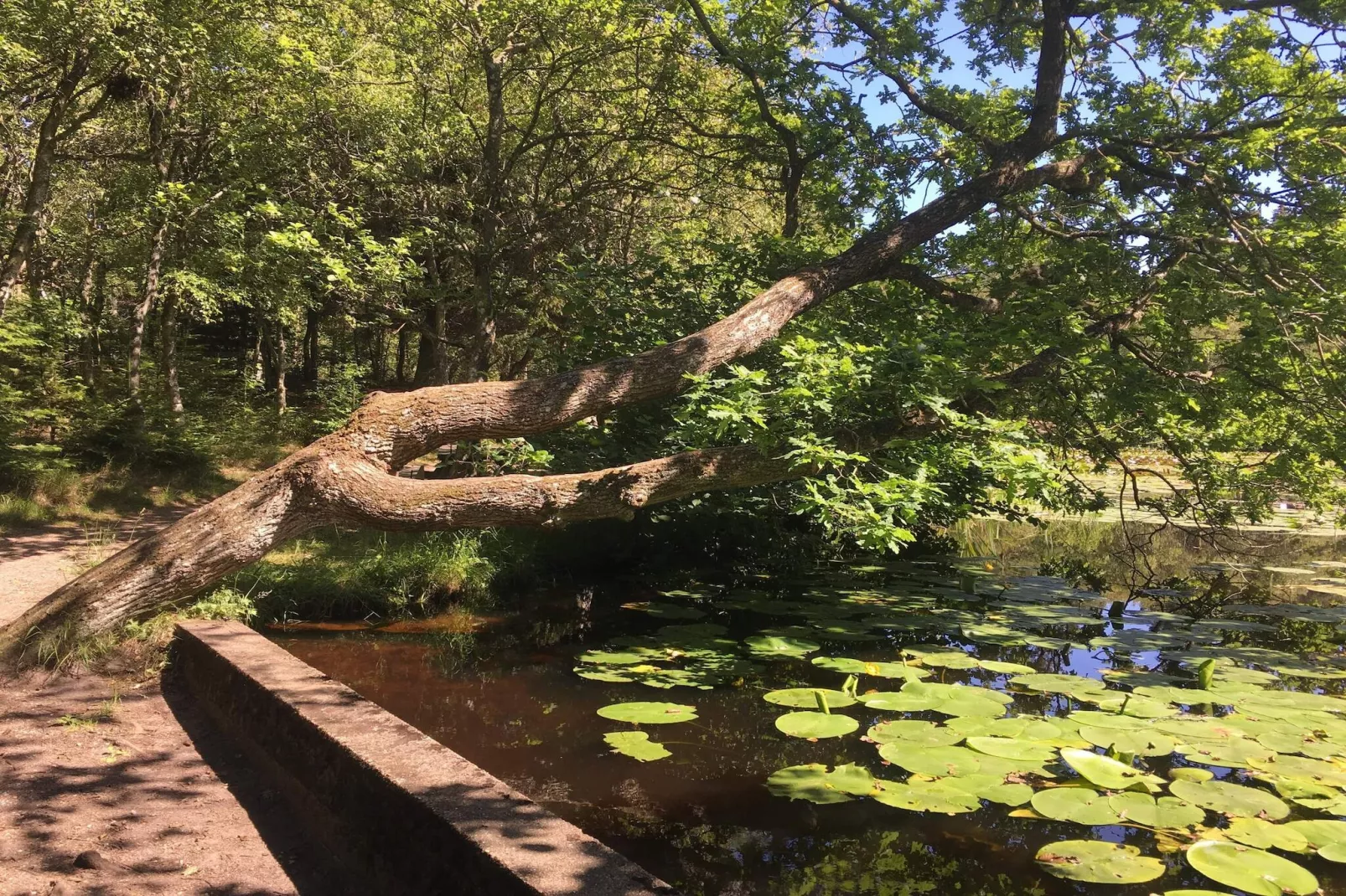 6 Personen Ferienhaus in Bindslev-By Traum-Wasserblick