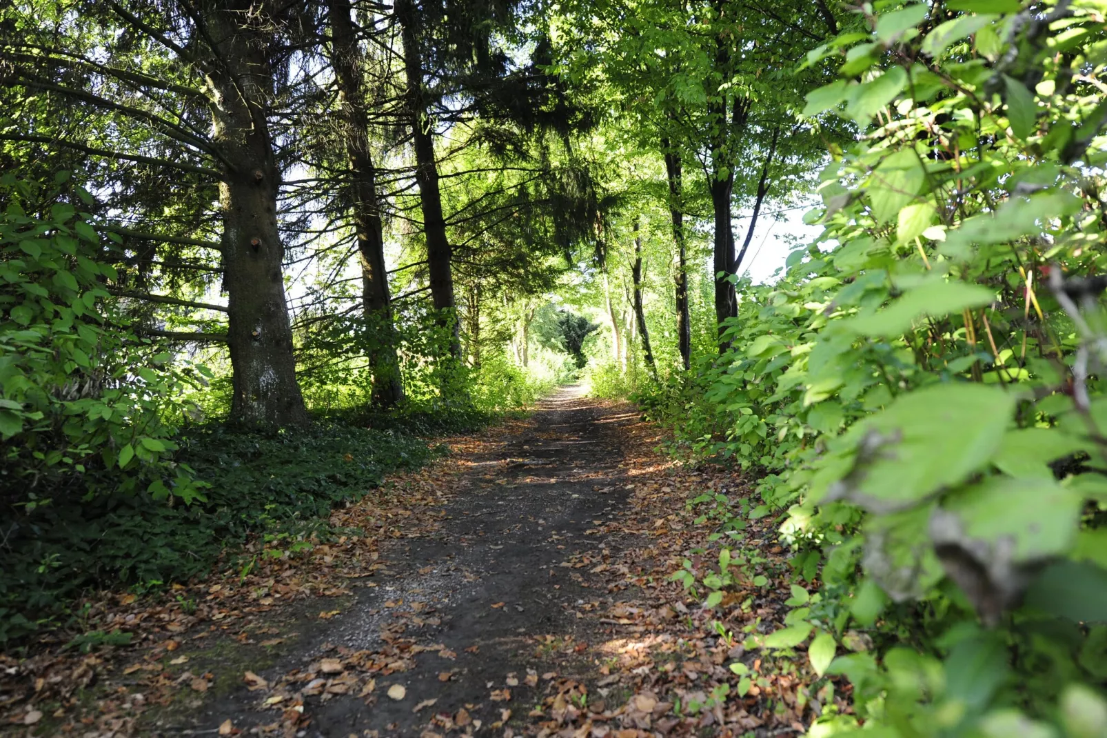 Feriendorf Waldbrunn 1-Gebiete Sommer 1 km