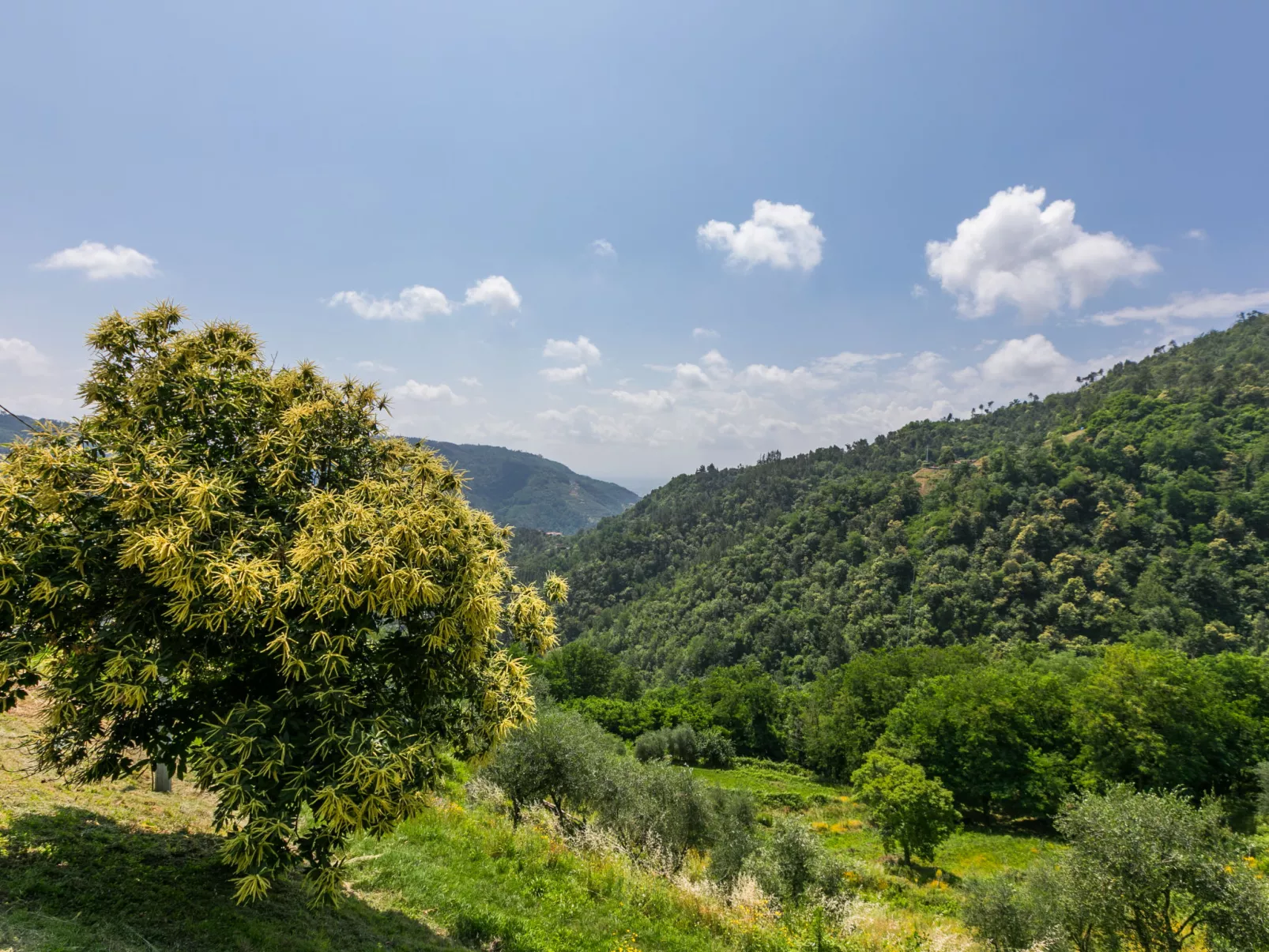 Podere Cima a Zano / Apt.Fienile PCA107-Draußen