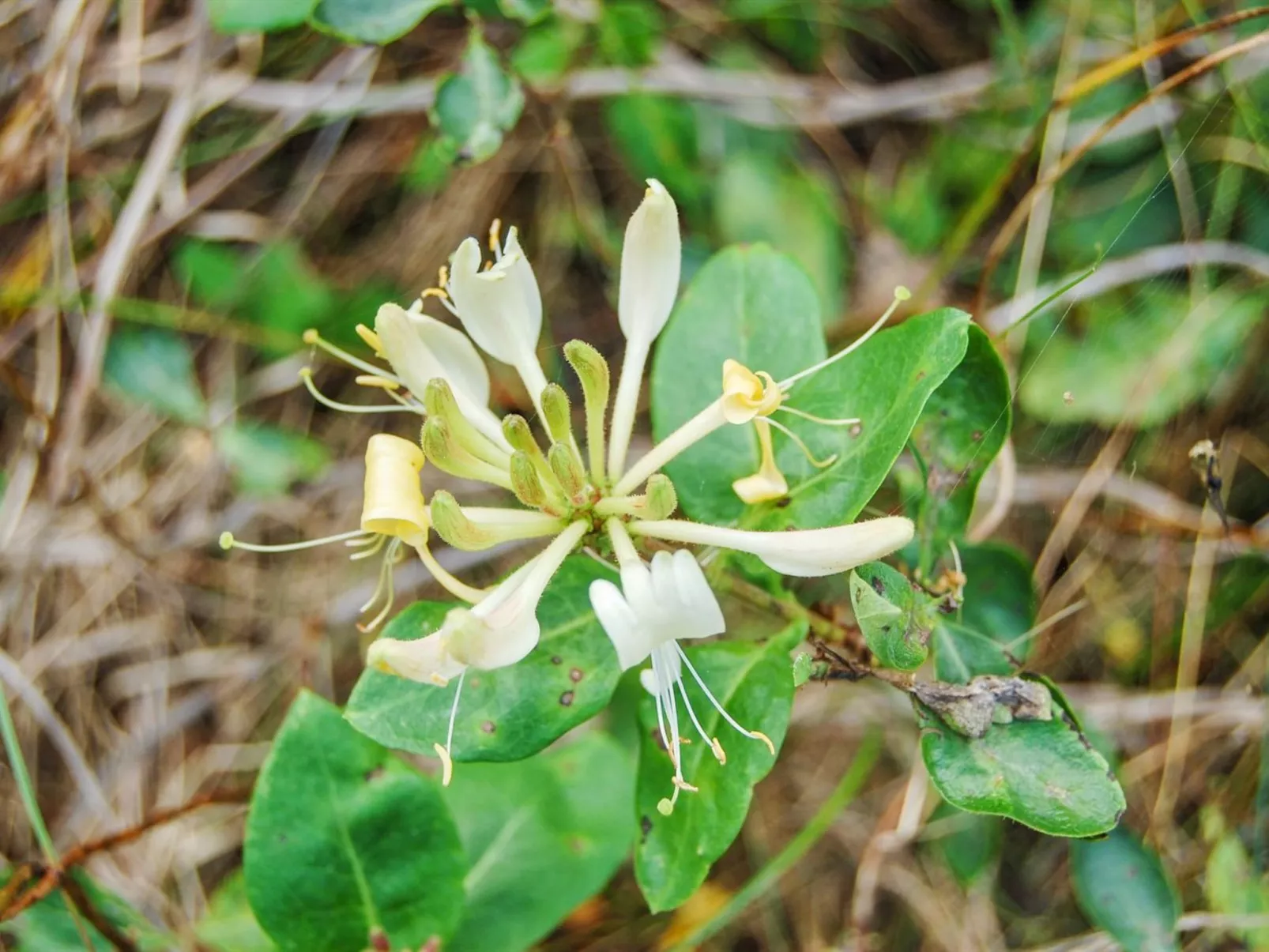 "Ulla" - 300m from the sea-Draußen