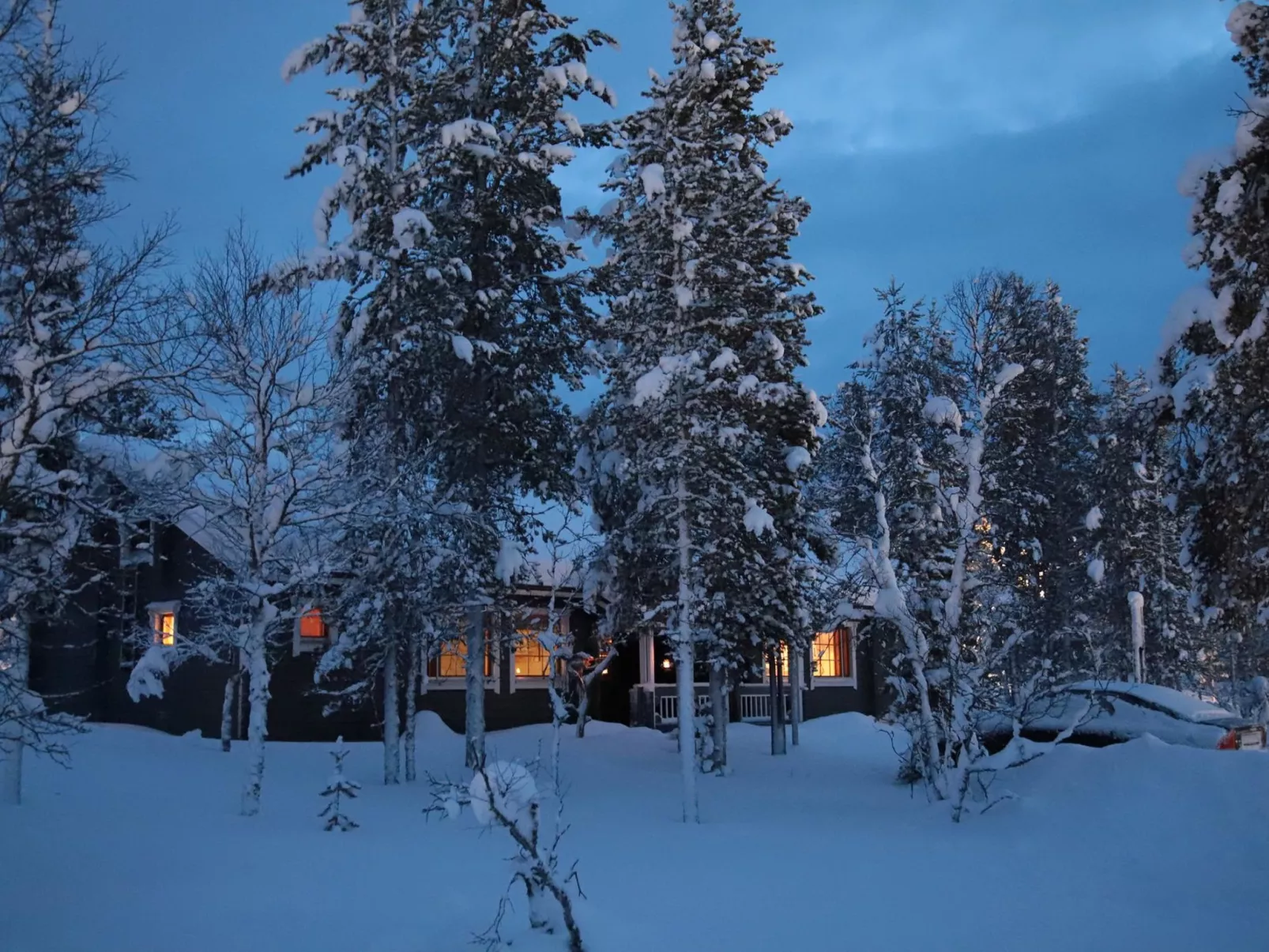 Tunturikoivu b2-Dedans