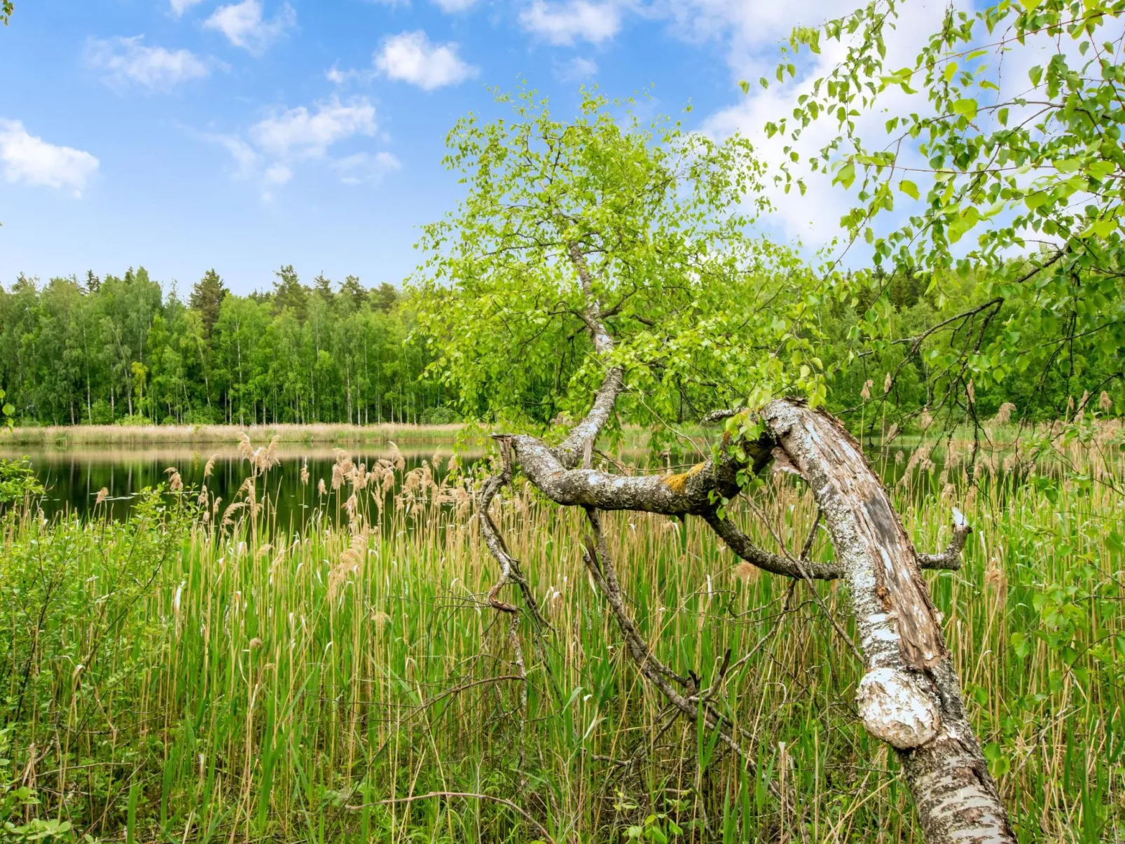 Käpälämäki-Dedans