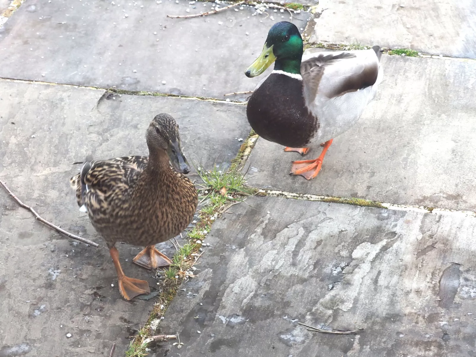 The Duck House-Outside