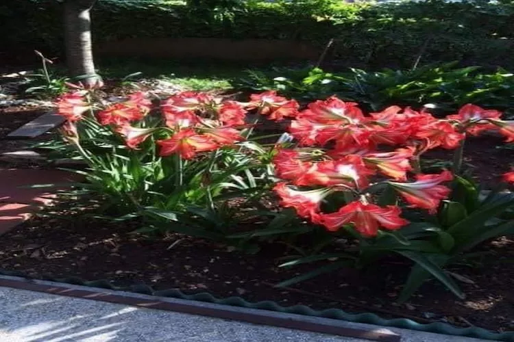 Apartments Villa Tanja - Two Bedroom Apartment with Terrace-Gardens in summer