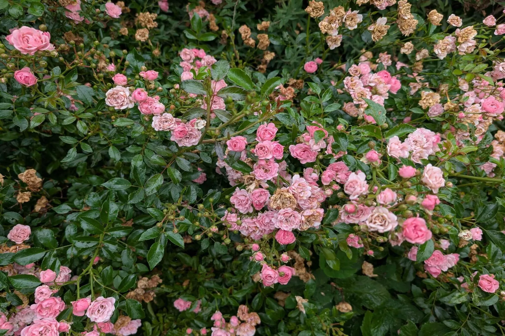 4 star holiday home in Løgstør-Outdoor