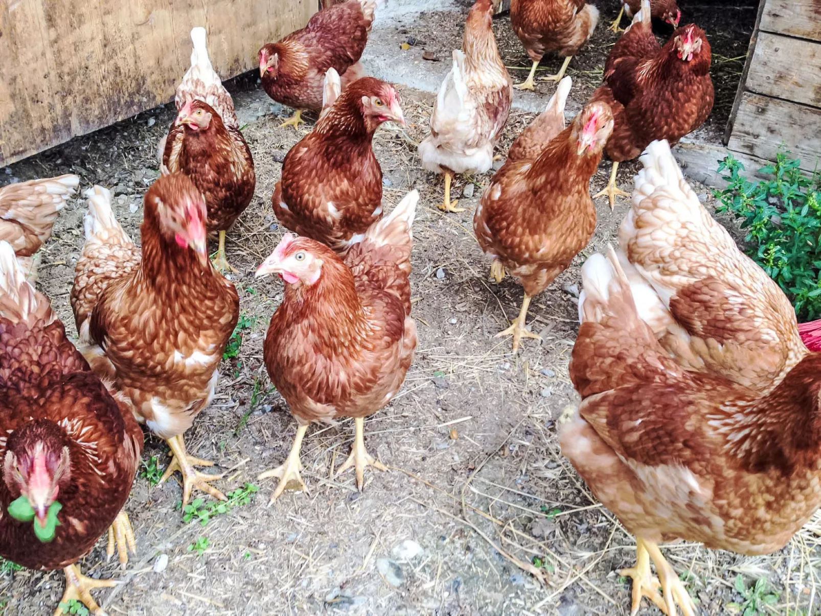 Almchalet Zillertal-Dedans