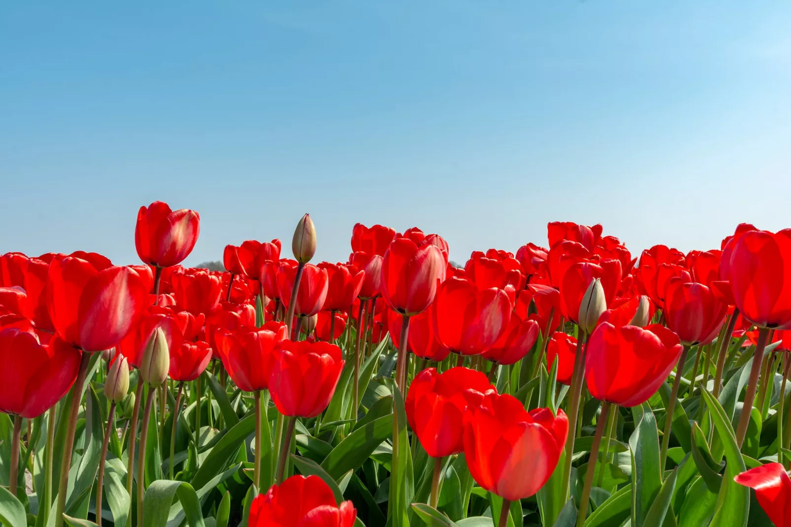 Résidence Juliana 21-Gebiete Sommer 1 km