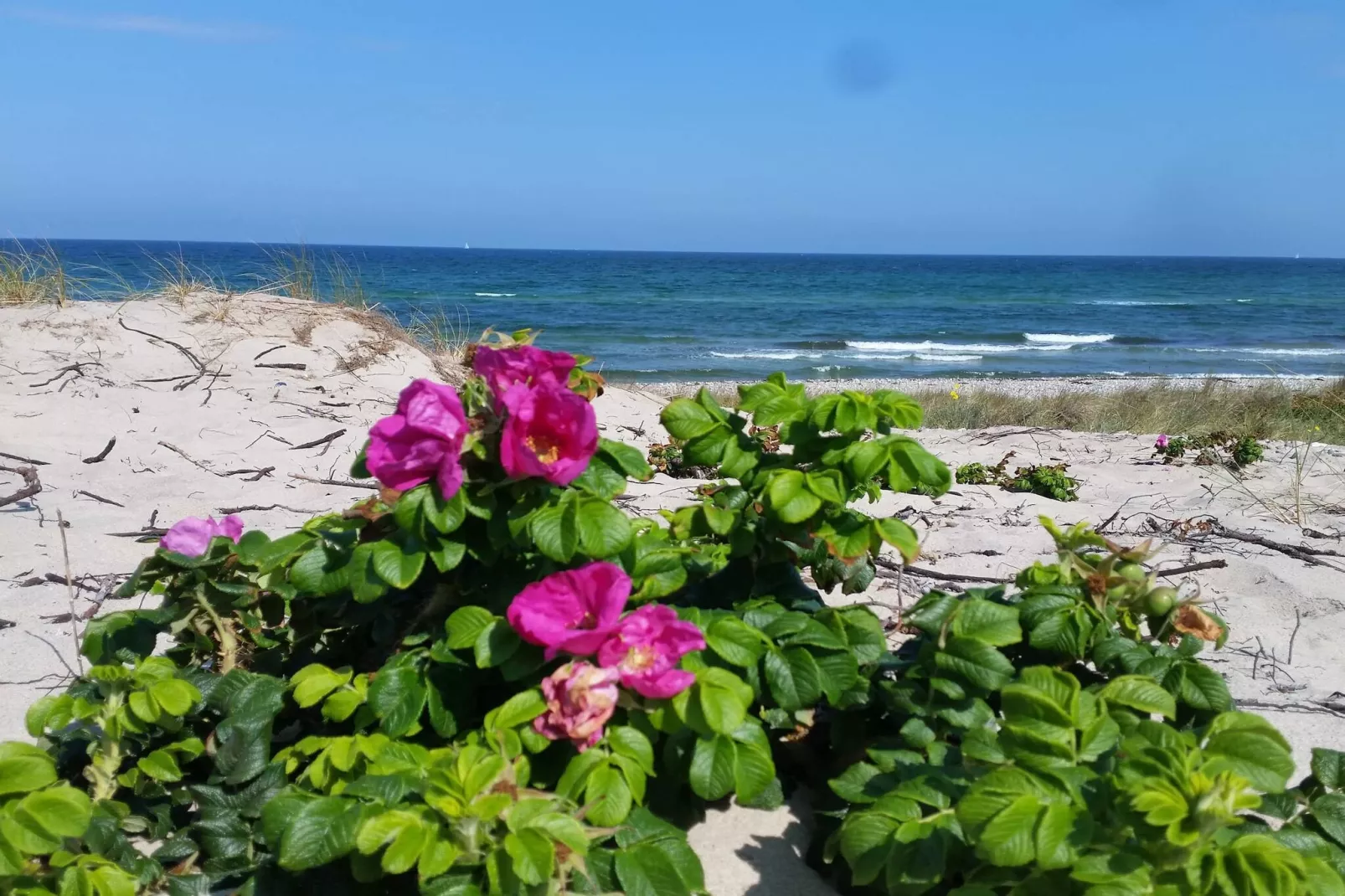 Maison de vacances pour 24 a Frederiksværk-Vue sur l'eau