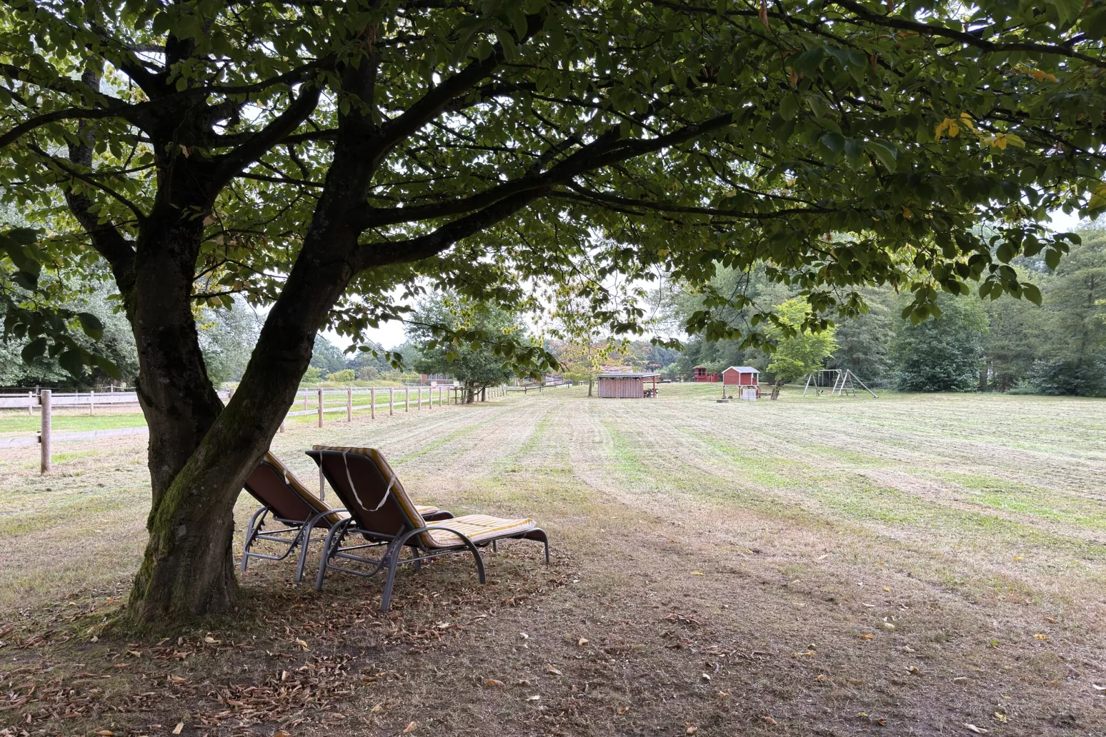 Lüneburger Heide-View in summer