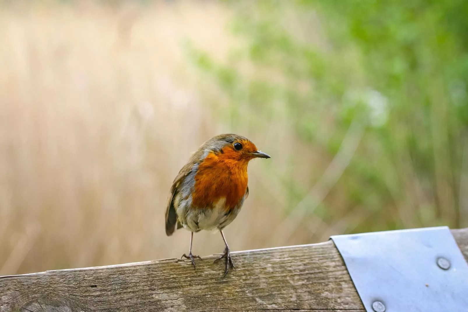 Eco Resort Grevelingenstrand-Ambiance