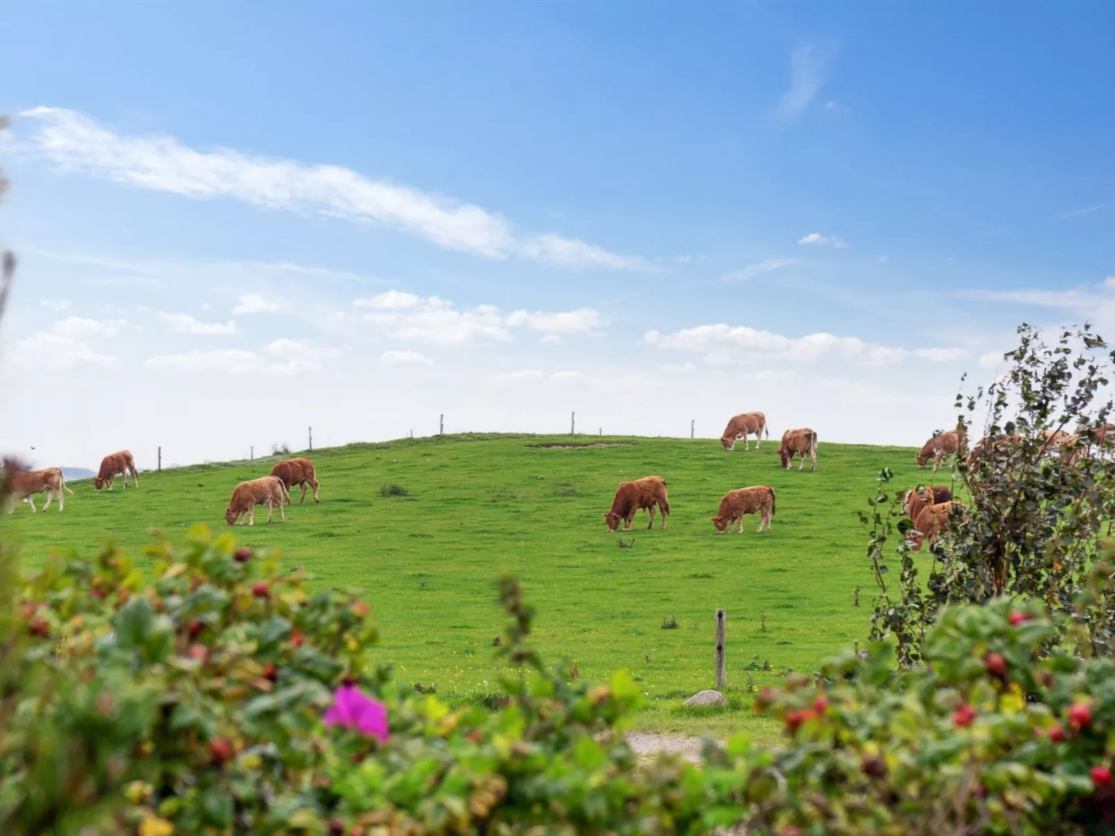 "Enwald" - 275m from the sea-Outside