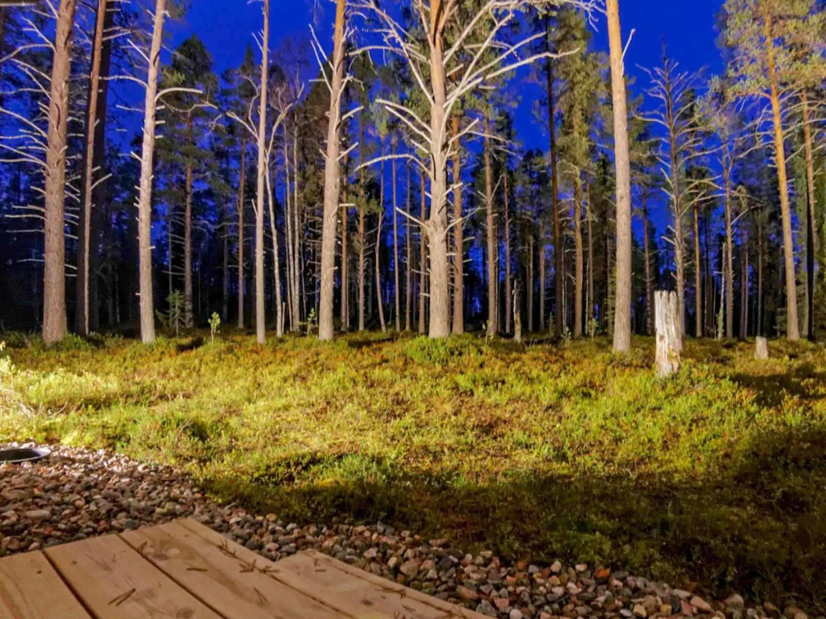 Kevätpiippo b-Inside