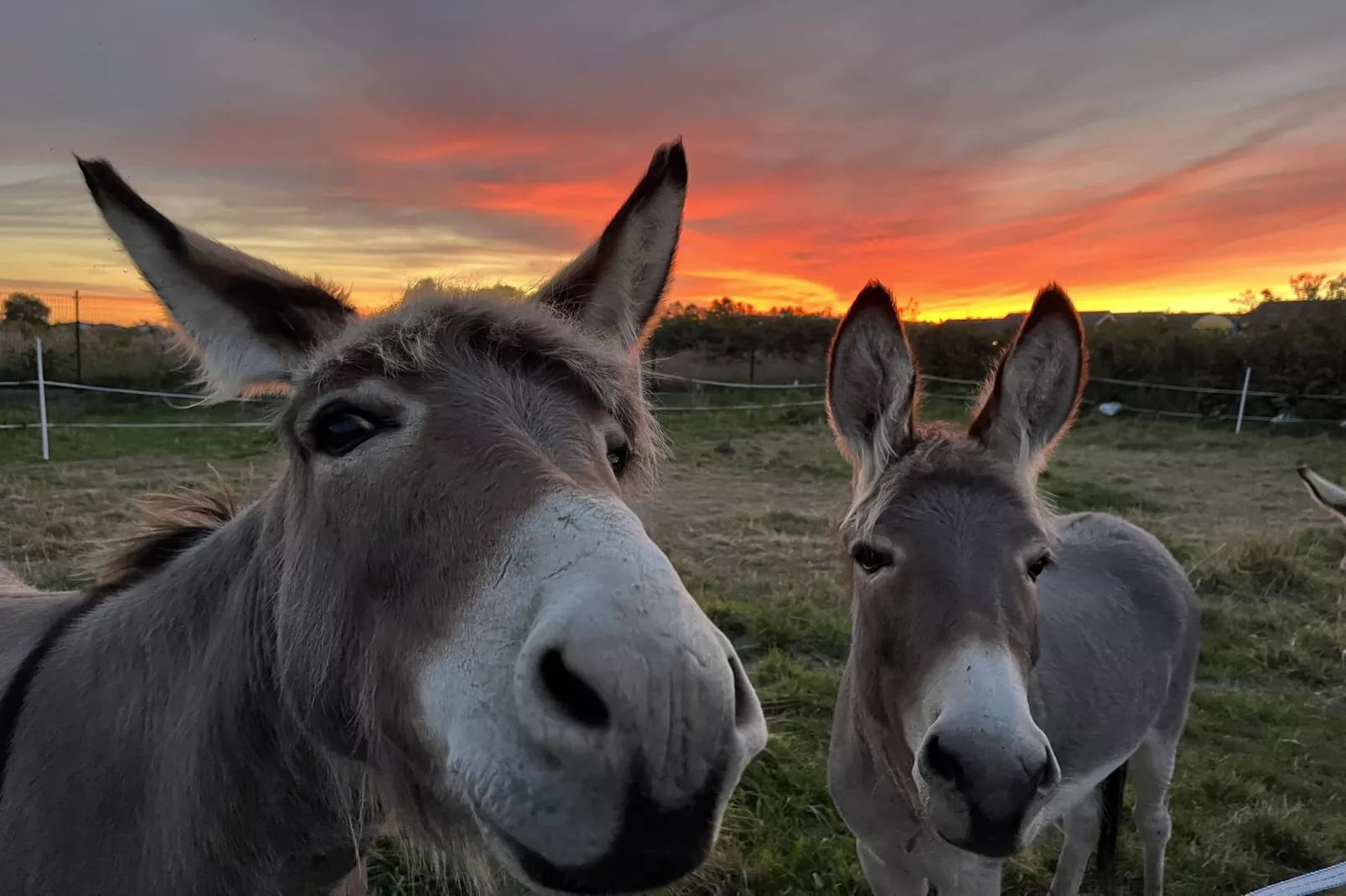Domki wakacyjne dla 8 osób w Mielenku-Park facilities