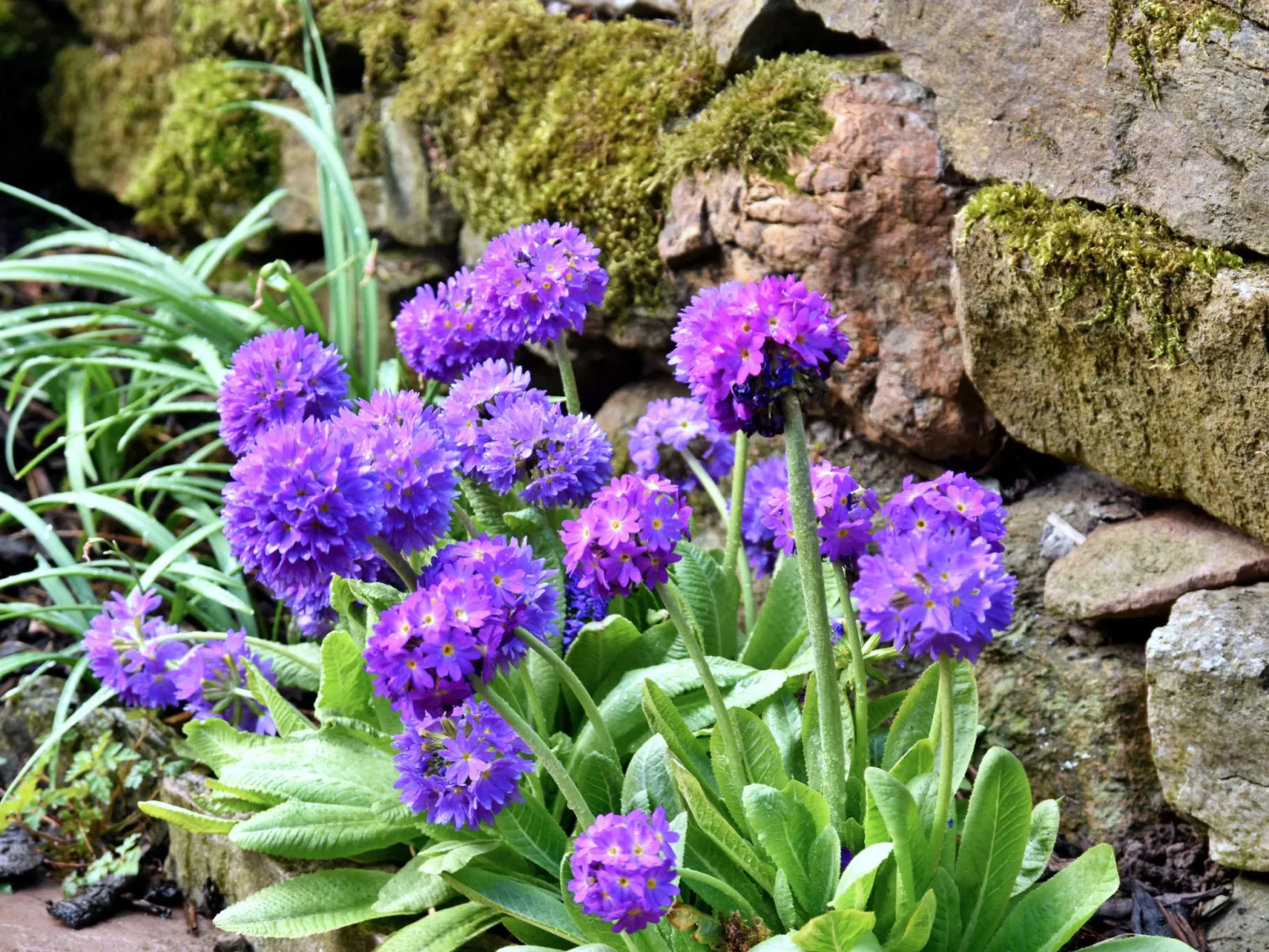Stable Cottage-Dehors