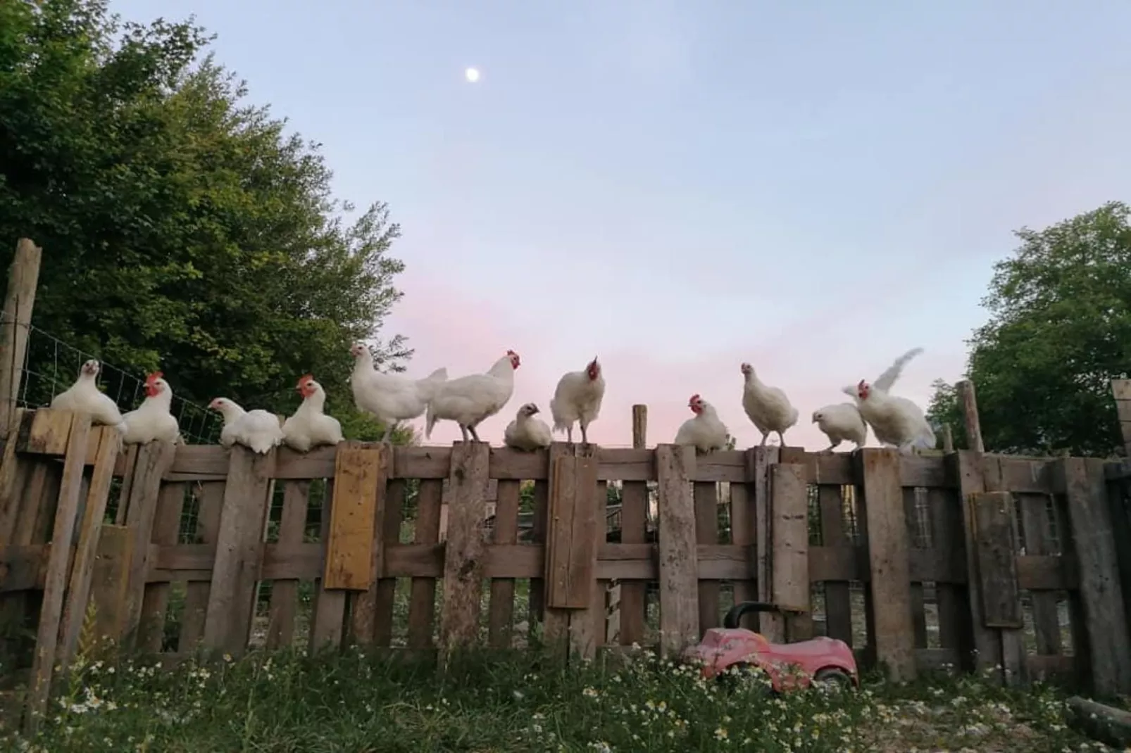 Arends nest-Ausstattung