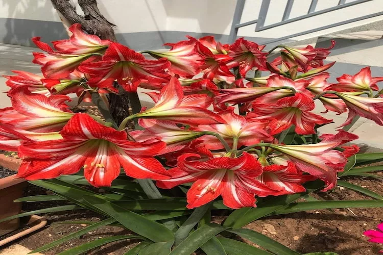 Apartments Villa Tanja - Two Bedroom Apartment with Terrace-Gardens in summer