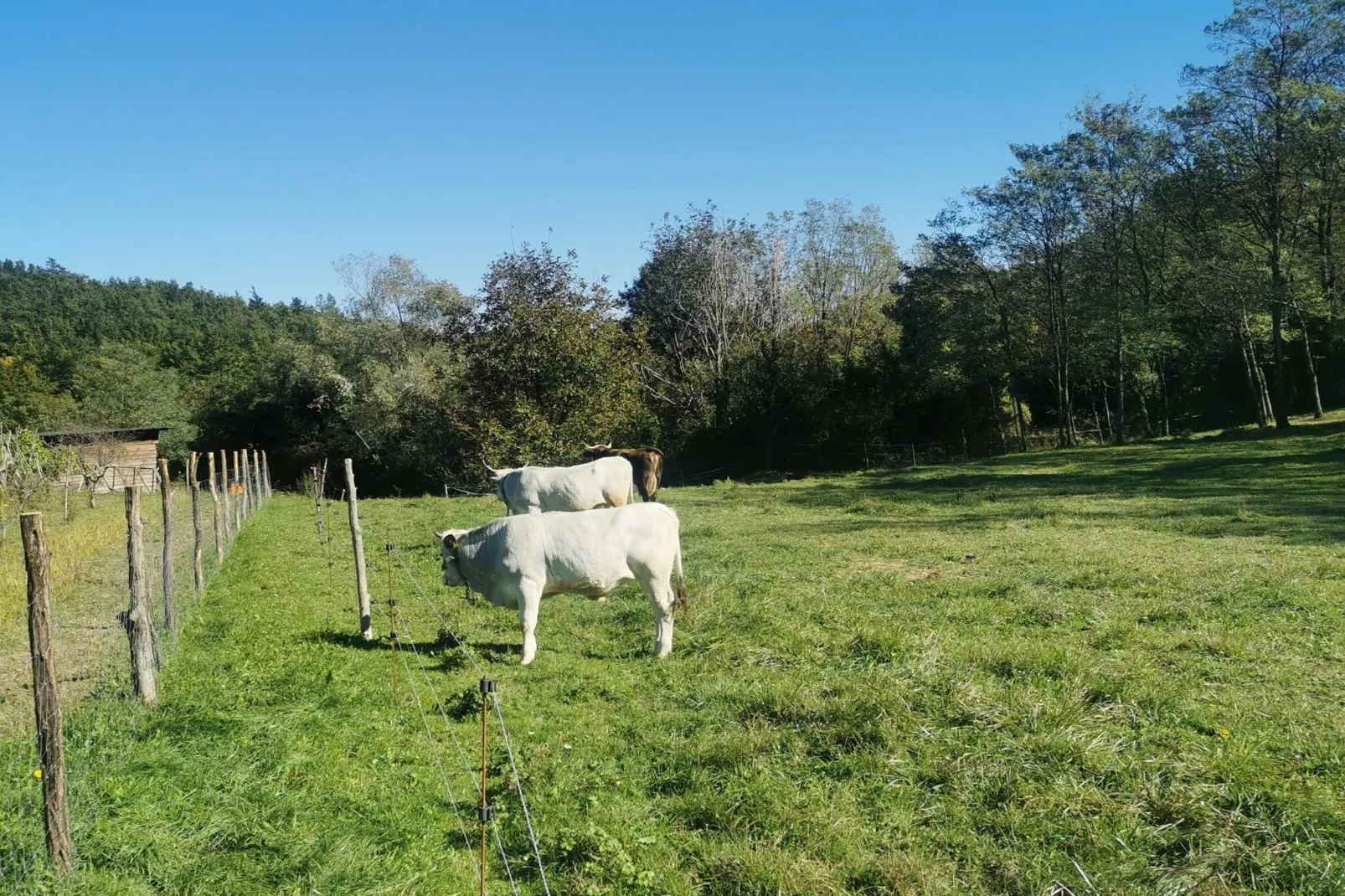 Abitanti Rustic Apartment with Balcony - Two Bedroom Apartment with Balcony-Im Freien