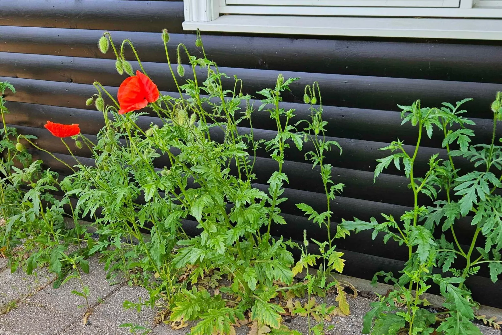 4 etoiles maison de vacances a Asnæs-Extérieur